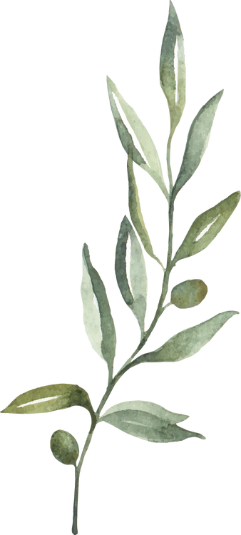 Watercolor Branch of Olives