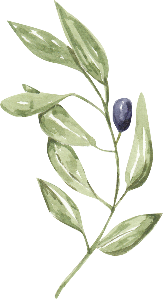 Watercolor olive tree branch, black olives and leaves